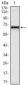 KLHL12 Antibody
